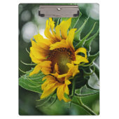 Sonnenblume Klemmbrett (Vorderseite)