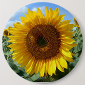 Sonnenblume Kolossal Rundgebirge Abzeichen Button (Vorderseite)
