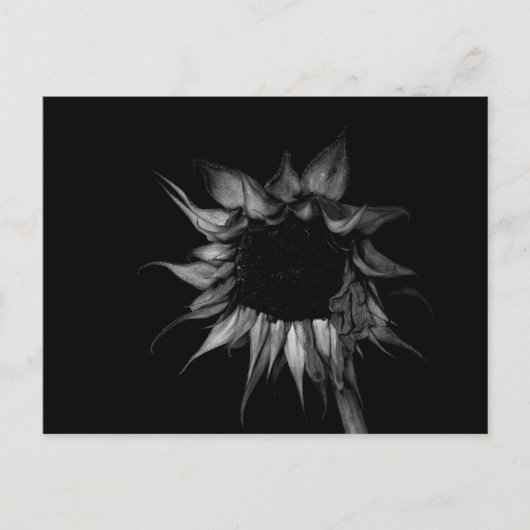 Sonnenblume - Kunstfotografie Postkarte (Vorderseite)