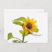 Sonnenblume küsst den Himmel Postkarte (Vorne/Hinten)