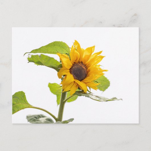 Sonnenblume küsst den Himmel Postkarte (Vorderseite)