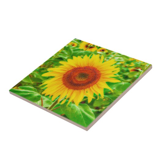 Sonnenblume Land Gelb Grün Sommer Blüte Fliese (Seite)