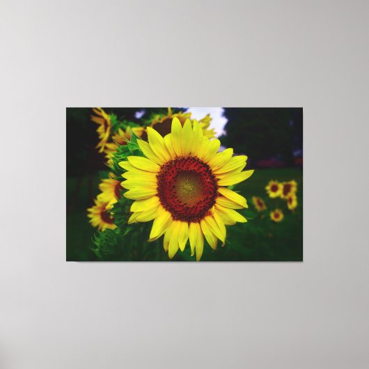 Sonnenblume Leinwanddruck (Vorderseite)