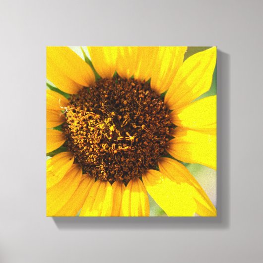 Sonnenblume Leinwanddruck (Vorderseite)