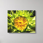 Sonnenblume Leinwanddruck (Vorderseite)