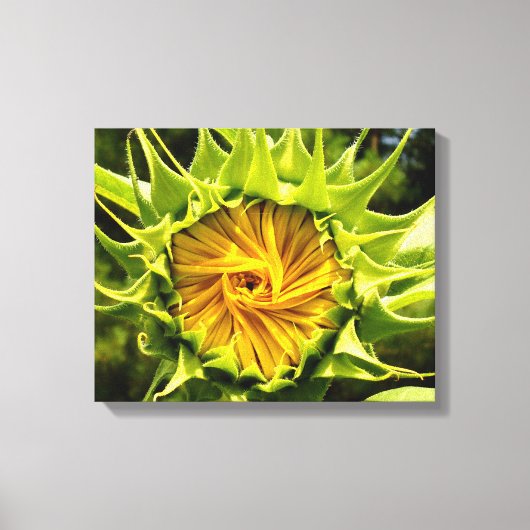 Sonnenblume Leinwanddruck (Vorderseite)