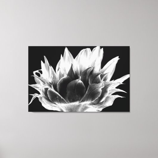 Sonnenblume Leinwanddruck (Vorderseite)