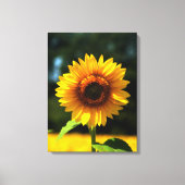 Sonnenblume Leinwanddruck (Vorderseite)