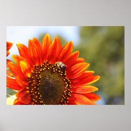 Sonnenblume Liebe 1 Poster