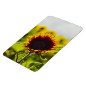 Sonnenblume Magnet (Linke Seite)