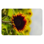 Sonnenblume Magnet (Horizontal)