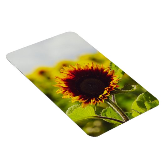 Sonnenblume Magnet (Rechte Seite)
