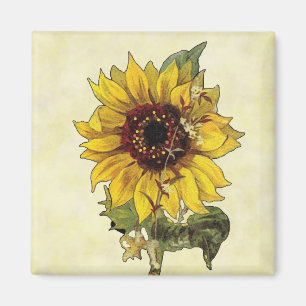 Sonnenblume Magnet