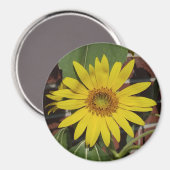 Sonnenblume Magnet (Vorderseite/Rückseite)