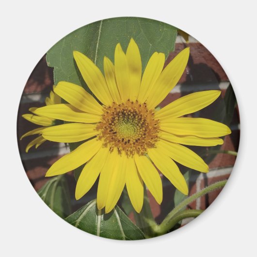 Sonnenblume Magnet (Vorne)