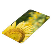 Sonnenblume Magnet (Linke Seite)