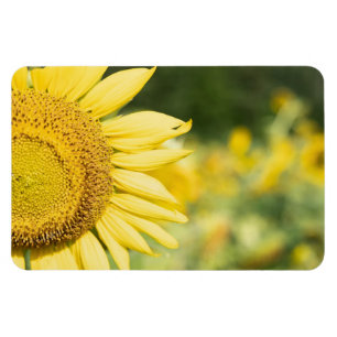 Sonnenblume Magnet