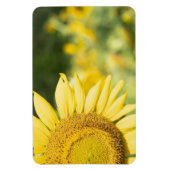 Sonnenblume Magnet (Vertikal)