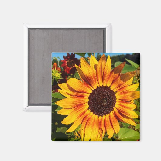 Sonnenblume Magnet (Vorderseite/Rückseite)