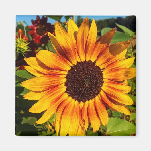 Sonnenblume Magnet (Vorne)