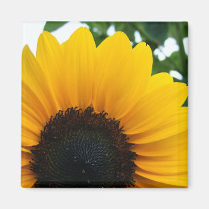 Sonnenblume Magnet
