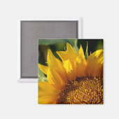 Sonnenblume Magnet (Vorderseite/Rückseite)