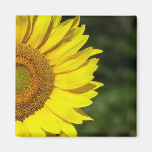 Sonnenblume Magnet