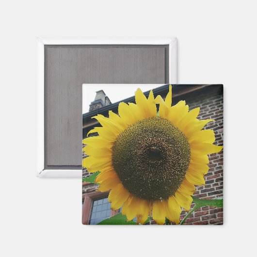 Sonnenblume Magnet (Vorderseite/Rückseite)