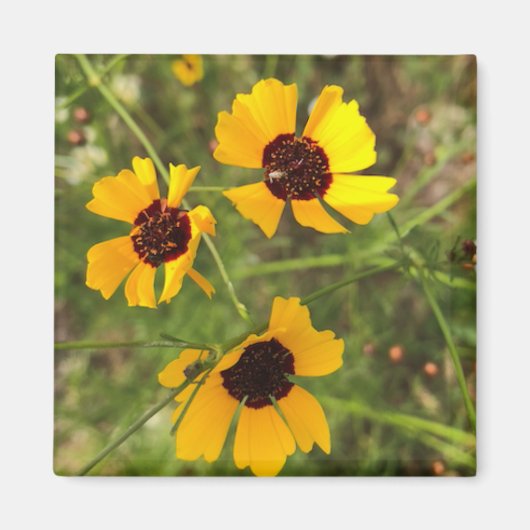 Sonnenblume Magnet (Vorne)