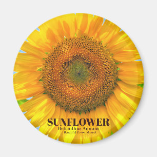Sonnenblume Magnet