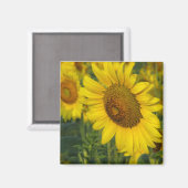 Sonnenblume Magnet (Vorderseite/Rückseite)