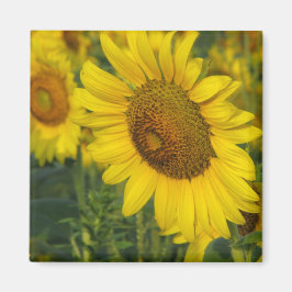 Sonnenblume Magnet