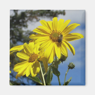 Sonnenblume Magnet
