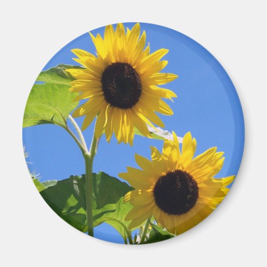 Sonnenblume Magnet (Vorne)