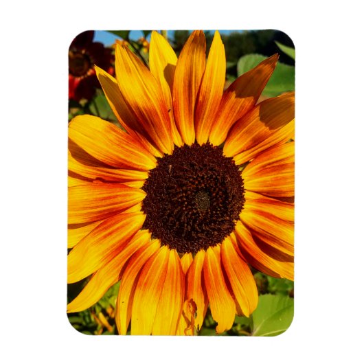 Sonnenblume Magnet (Vertikal)