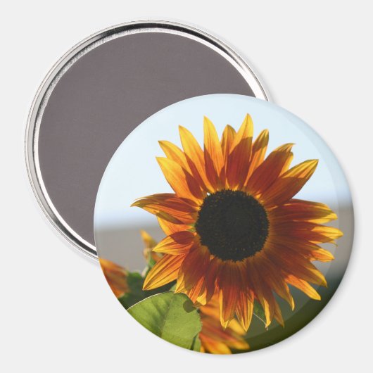 Sonnenblume Magnet (Vorderseite/Rückseite)
