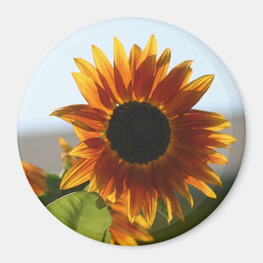 Sonnenblume Magnet (Vorne)