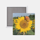 Sonnenblume Magnet (Vorderseite/Rückseite)