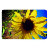 Sonnenblume Magnet (Horizontal)