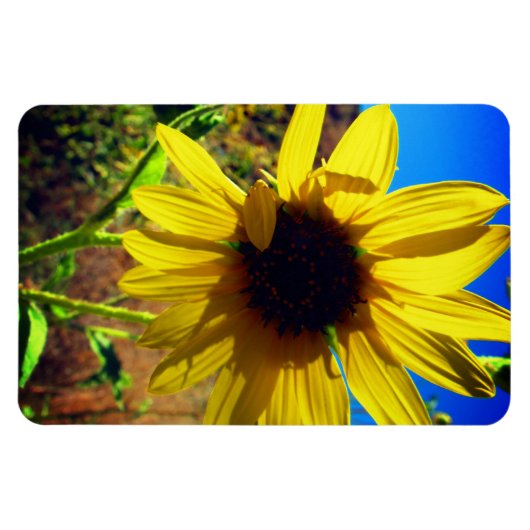Sonnenblume Magnet (Horizontal)