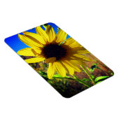 Sonnenblume Magnet (Rechte Seite)