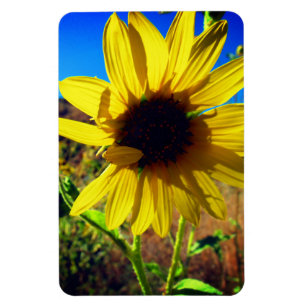 Sonnenblume Magnet