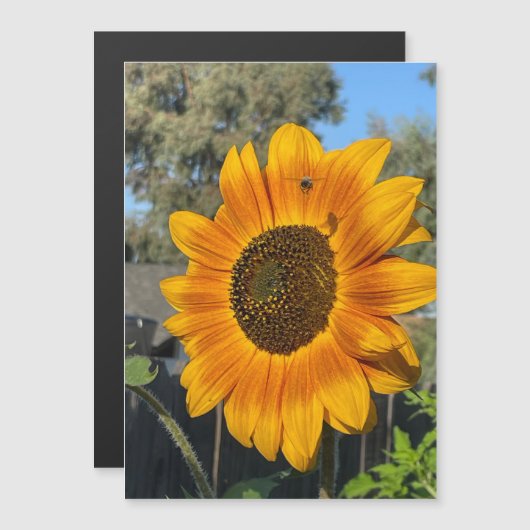 Sonnenblume Magnetkarte (Vorne/Hinten)