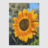 Sonnenblume Magnetkarte (Vorderseite)