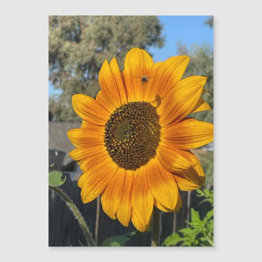 Sonnenblume Magnetkarte (Vorderseite)