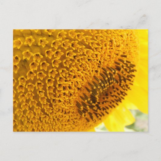 Sonnenblume - Makro Postkarte (Vorderseite)
