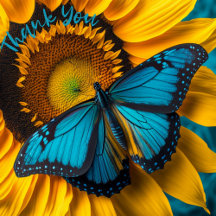 Sonnenblume mit Aqua Blue Butterfly