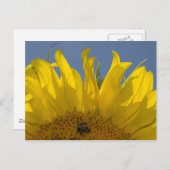Sonnenblume mit Bee Postcard Postkarte (Vorne/Hinten)