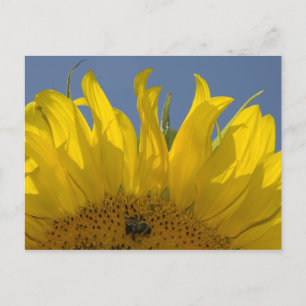 Sonnenblume mit Bee Postcard Postkarte