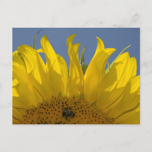Sonnenblume mit Bee Postcard Postkarte (Vorderseite)